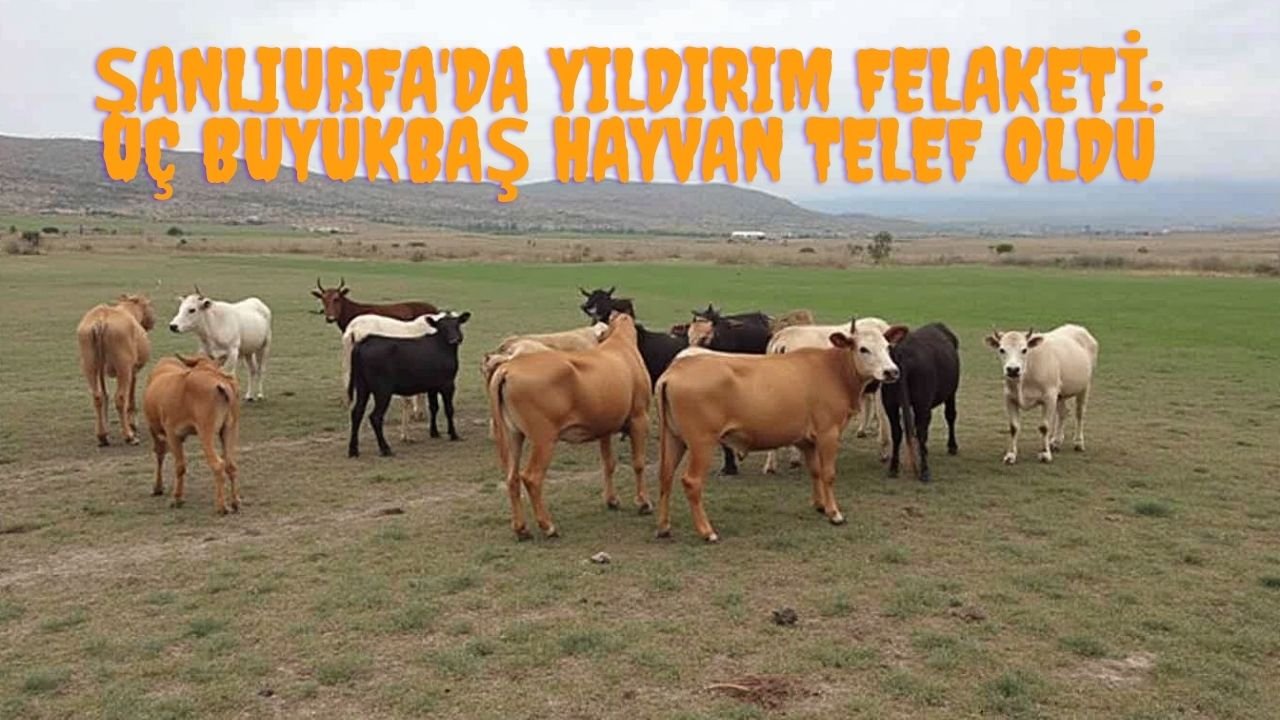 Şanlıurfa'da Yıldırım Felaketi: Üç Büyükbaş Hayvan Telef Oldu